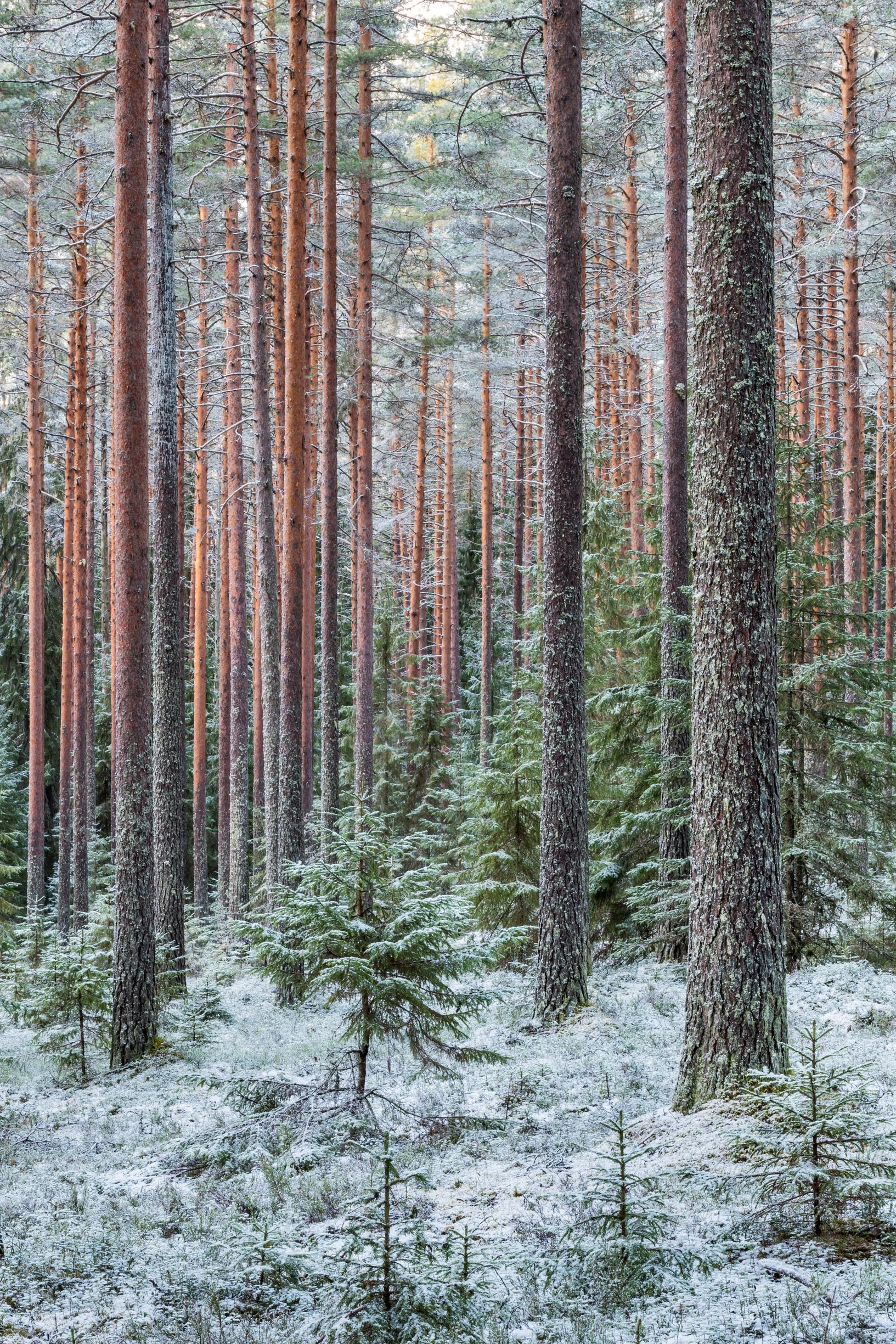 Ensilumi pyyhkäisee myöhäissyksyn tummat sävyt tiehensä ja valaisee maiseman häikäiseväksi. Lunta on sanottu ikuisen kiertolaisen, veden, juhlapuvuksi.